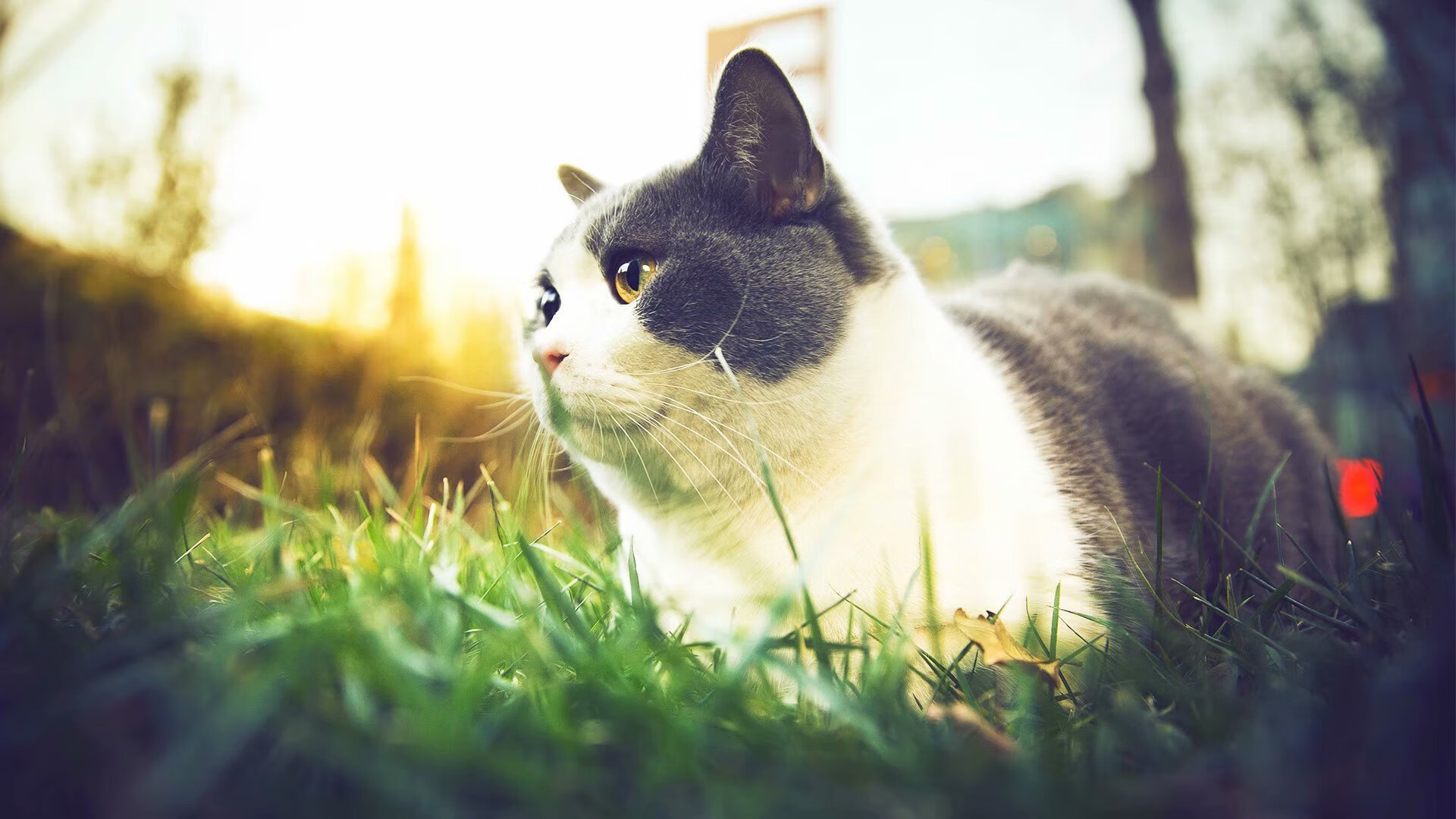 KAIYUNAPP-“AI智能分析系统在比赛中助力战术优化”，智能ai项目